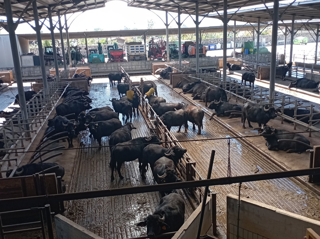 Tenuta Vannulo-Capaccio Scalo必去景点