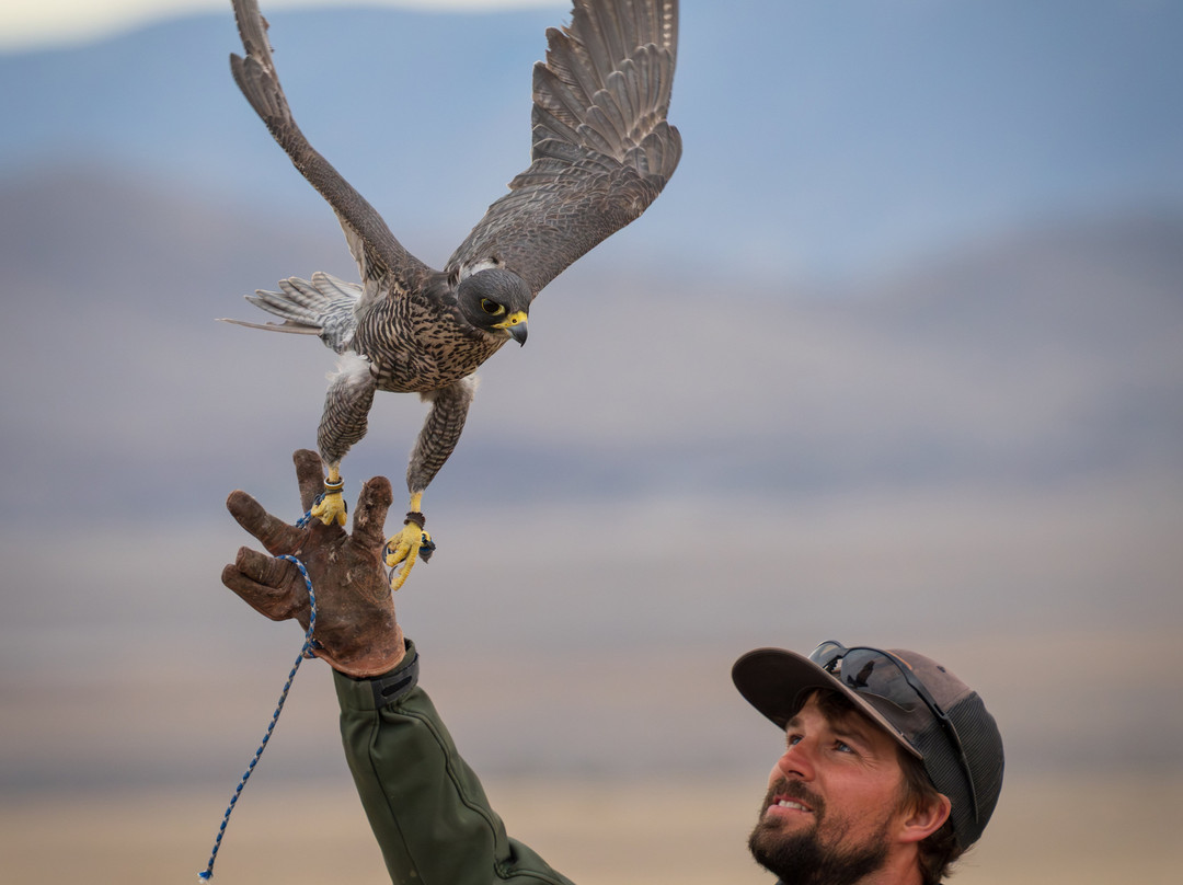 Bryce Canyon Falconry