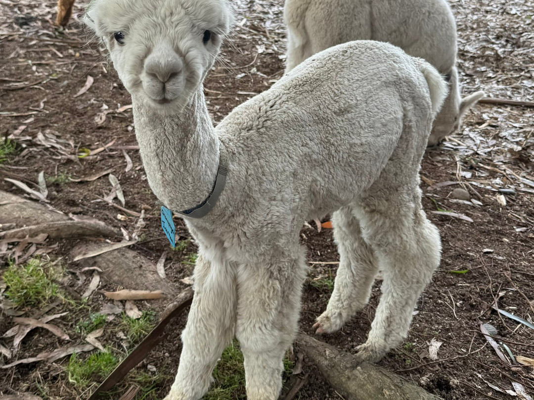 Kepler Mountain View Alpacas-马纳普里必去景点