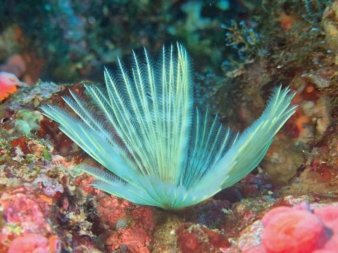 Aiyanar Beach and Dive Resort-官方