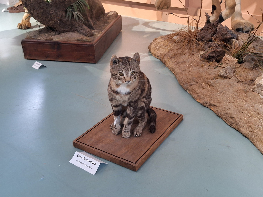 Muséum d'Histoire Naturelle de Tours-图尔必去景点
