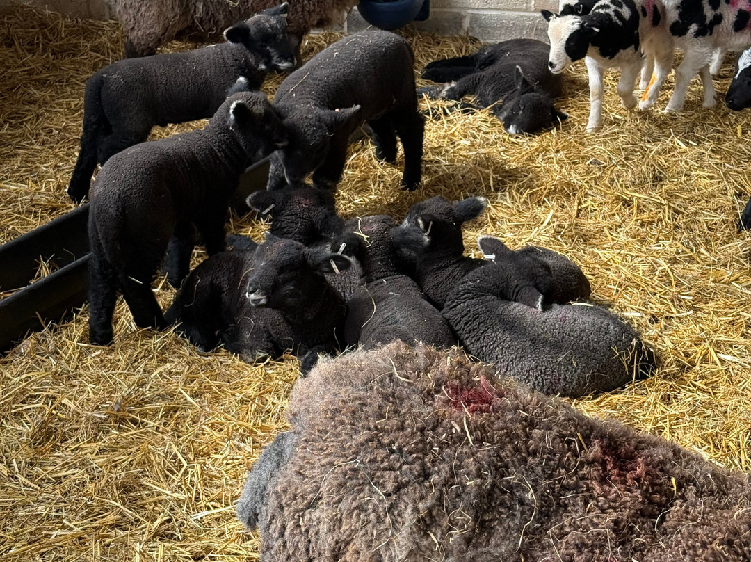 Greenmeadow Community Farm-Cwmbran必去景点