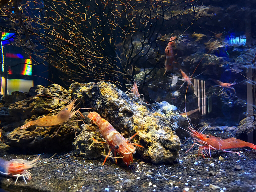 Numazu Deep Sea Aquarium-沼津市必去景点