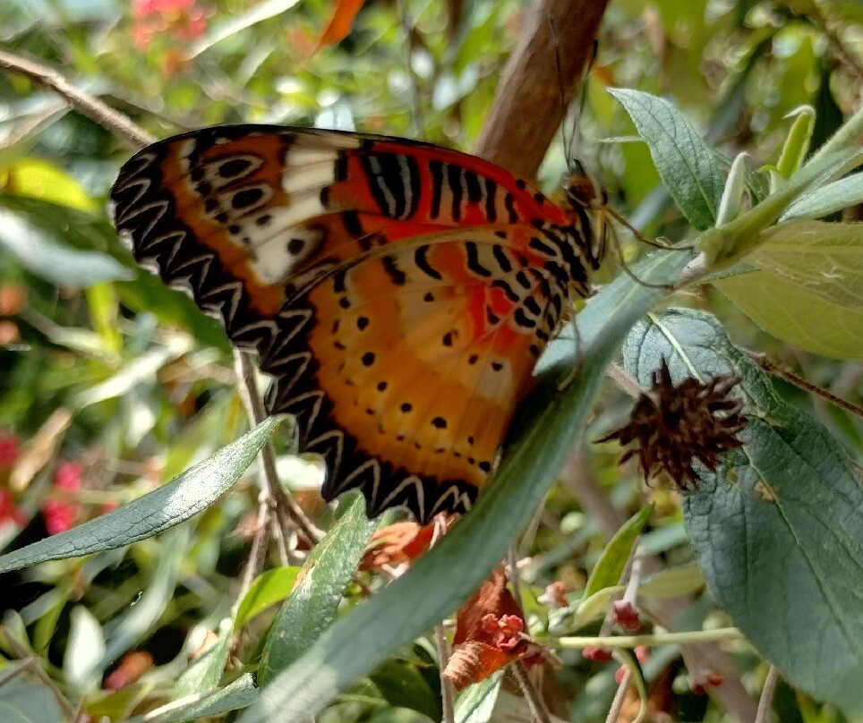 Butterfly Wonderland-斯科茨代尔必去景点