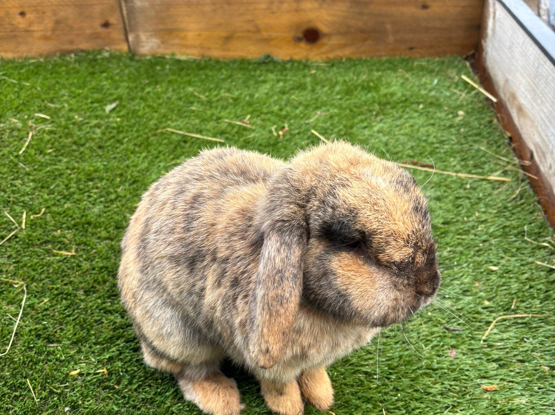 Gypsy Wood Park-卡那封必去景点