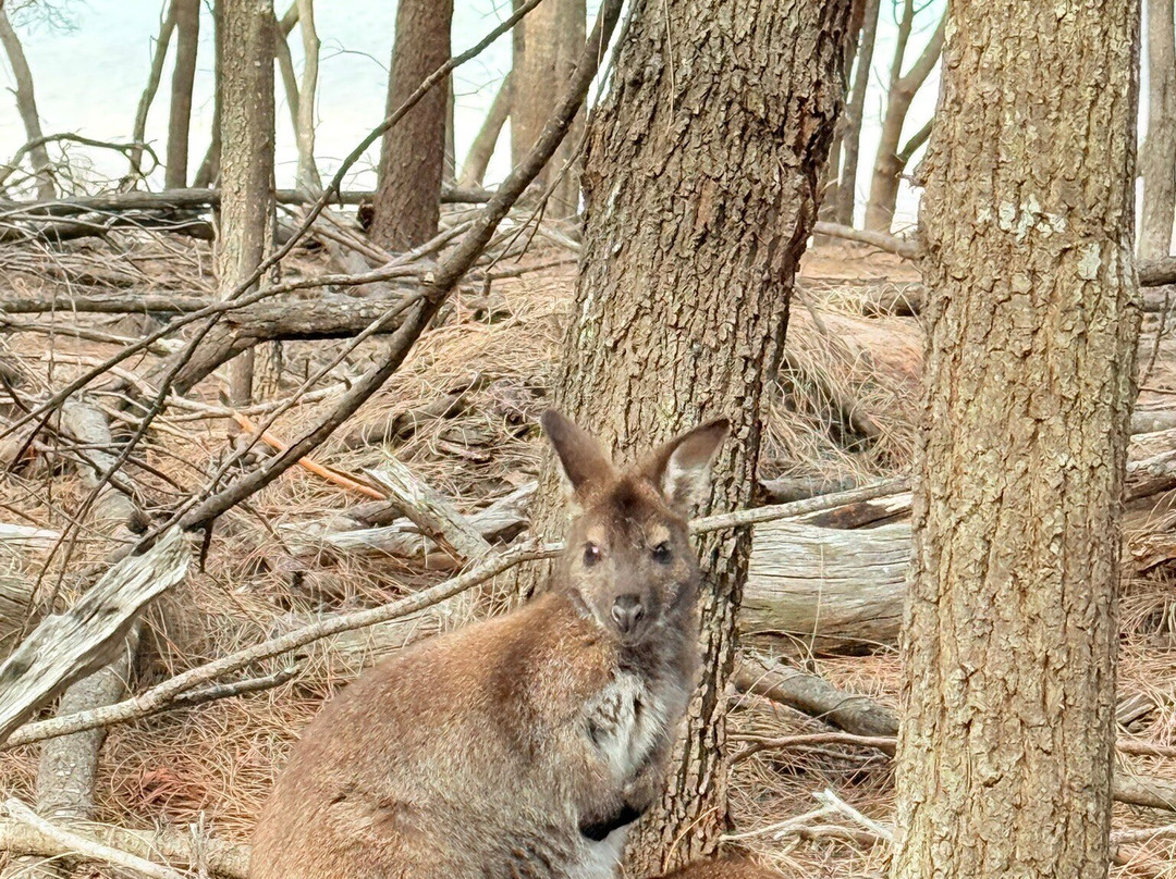 Freycinet National Park-科尔斯湾必去景点