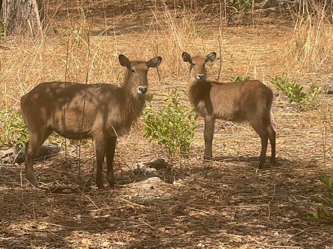 Fathala Wildlife Reserve-Dassilame Ba必去景点