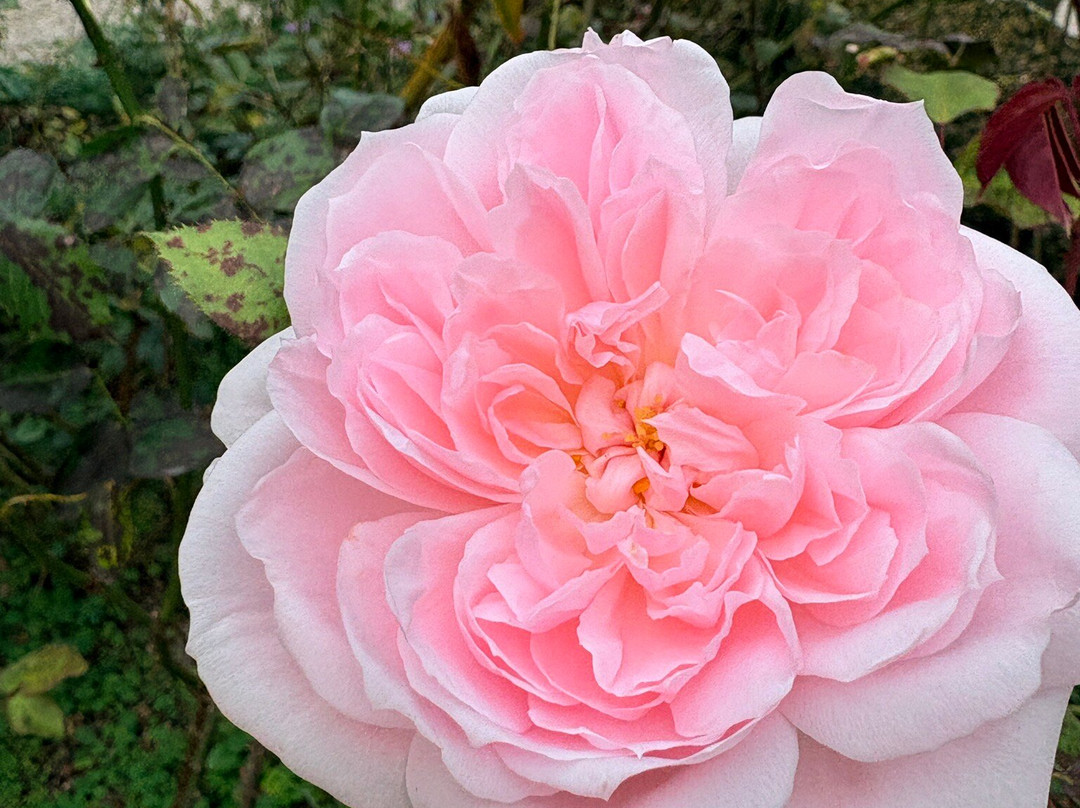 Red Cow Farm - Open Garden-Sutton Forest必去景点