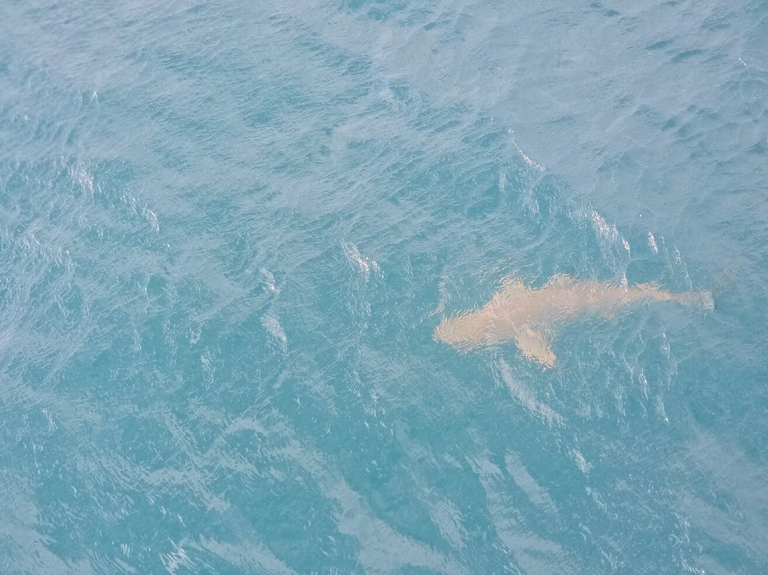ABC Reef Safaris-道格拉斯港必去景点