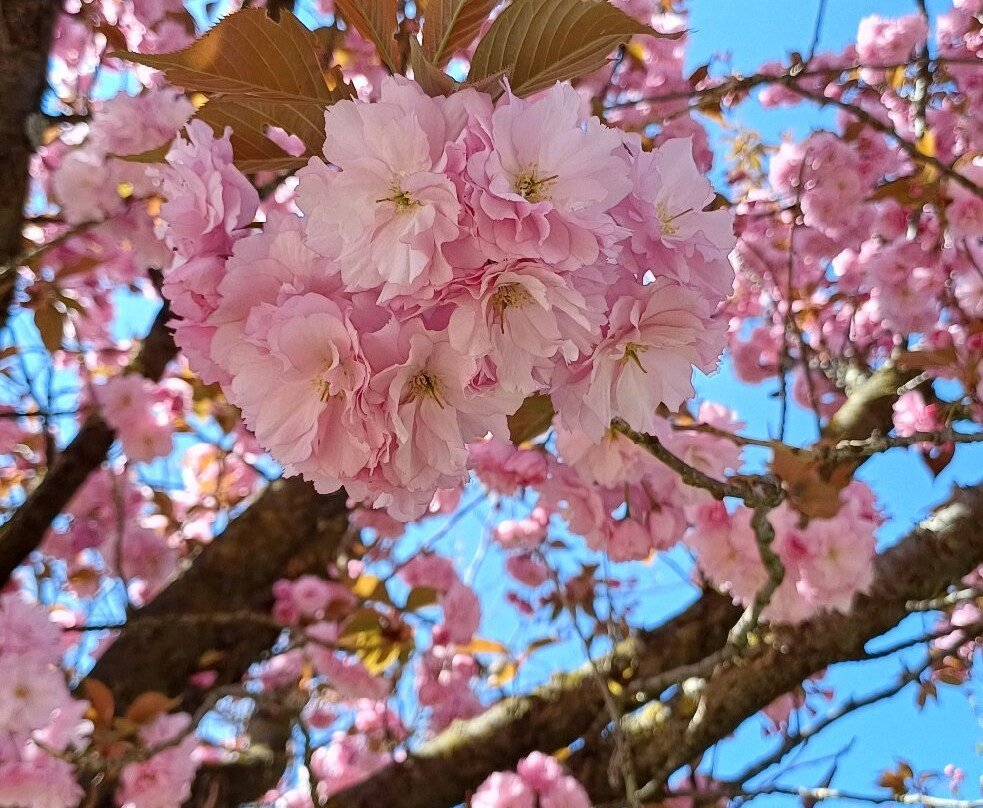 Parco Papa Giovanni Paolo Ii-塞雷尼奥必去景点