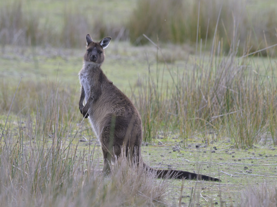 Kangaroo Island Trails-金斯科特必去景点