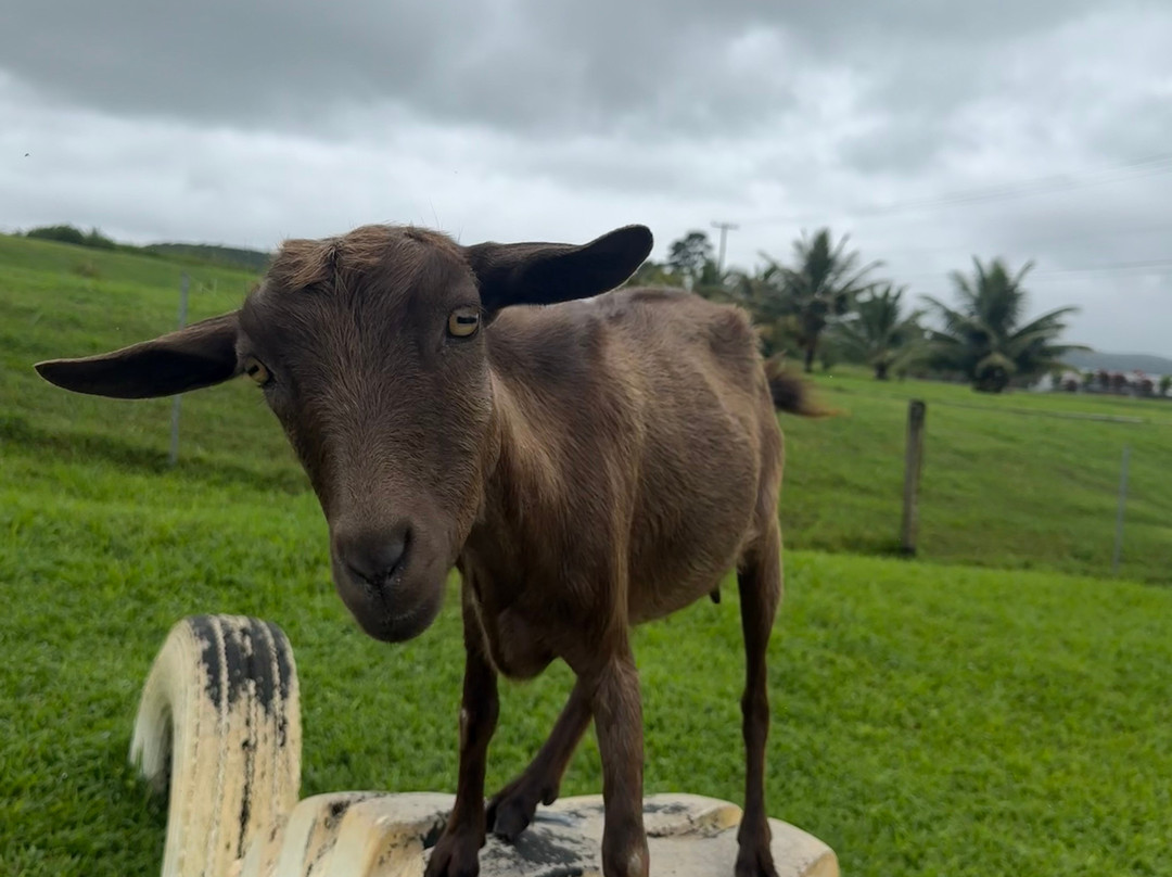 Honomu Goat Dairy-哈诺姆必去景点
