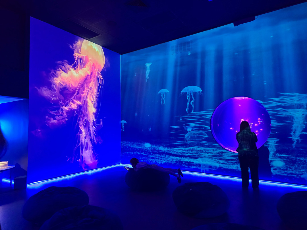 Jellyfish Museum