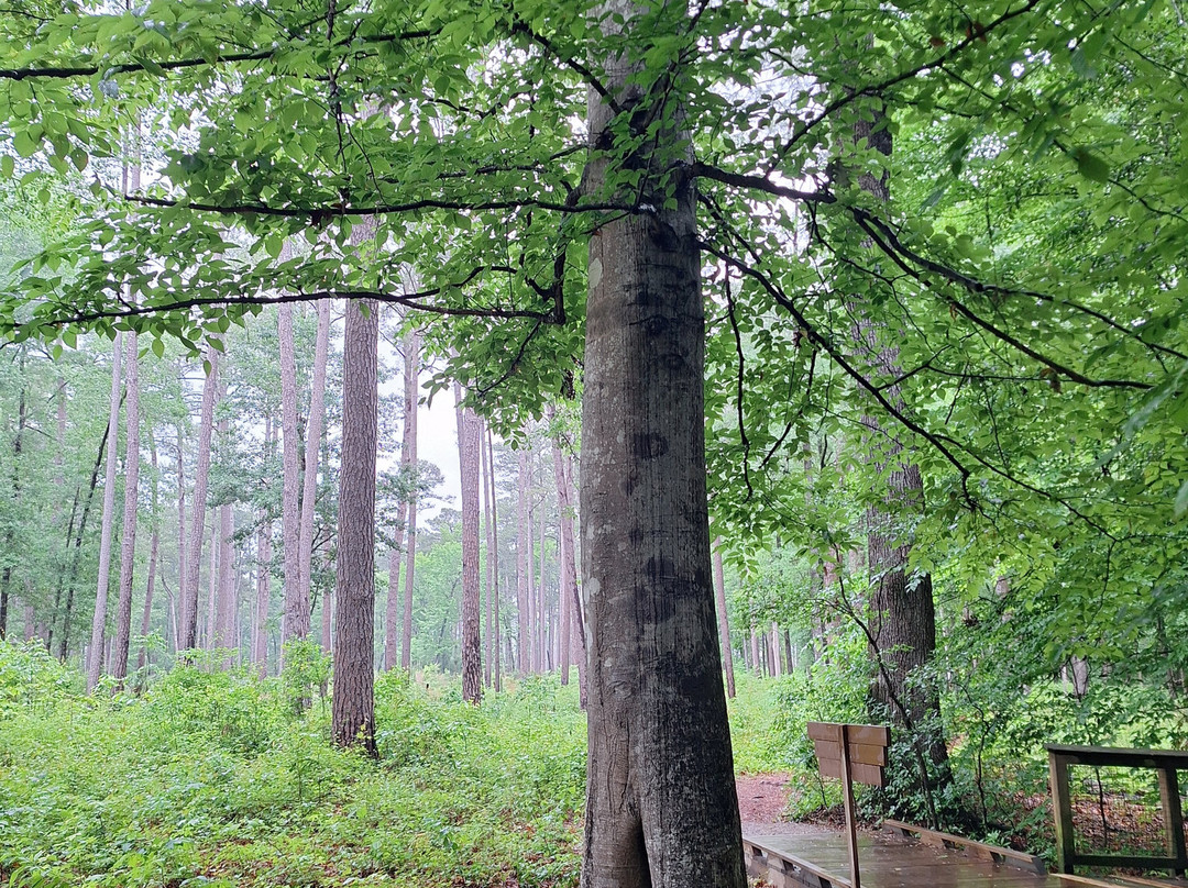 Congaree National Park-Hopkins必去景点