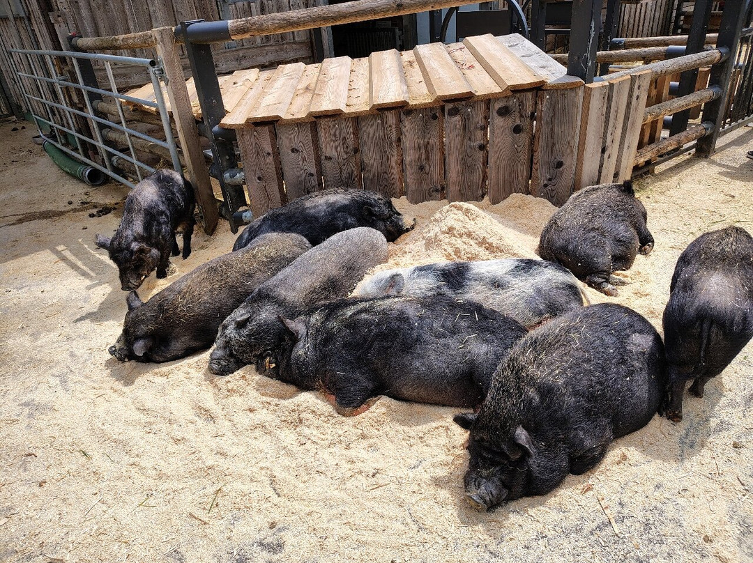 Gut Aiderbichl Henndorf-Henndorf am Wallersee必去景点