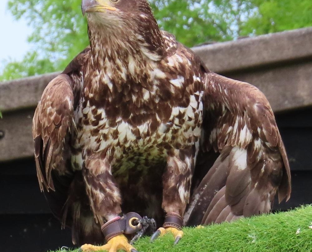 Eagle Heights Wildlife Foundation-Eynsford必去景点