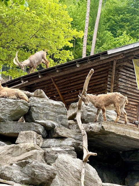 Alpine Wildlife Park Interlaken-因特拉肯必去景点