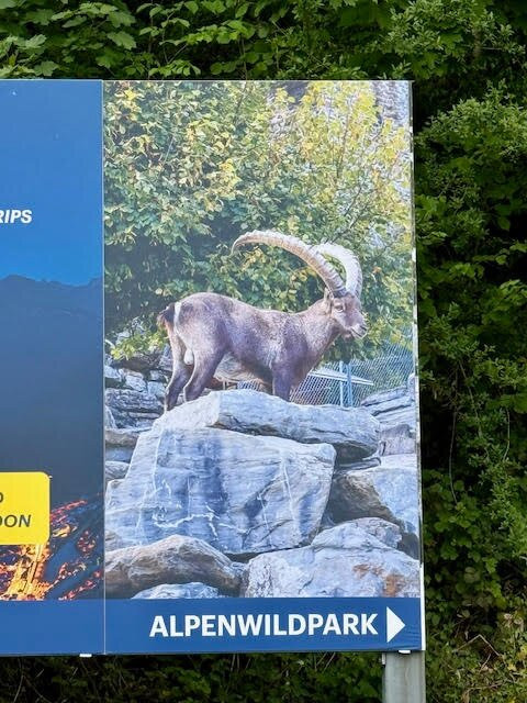 Alpine Wildlife Park Interlaken-因特拉肯必去景点