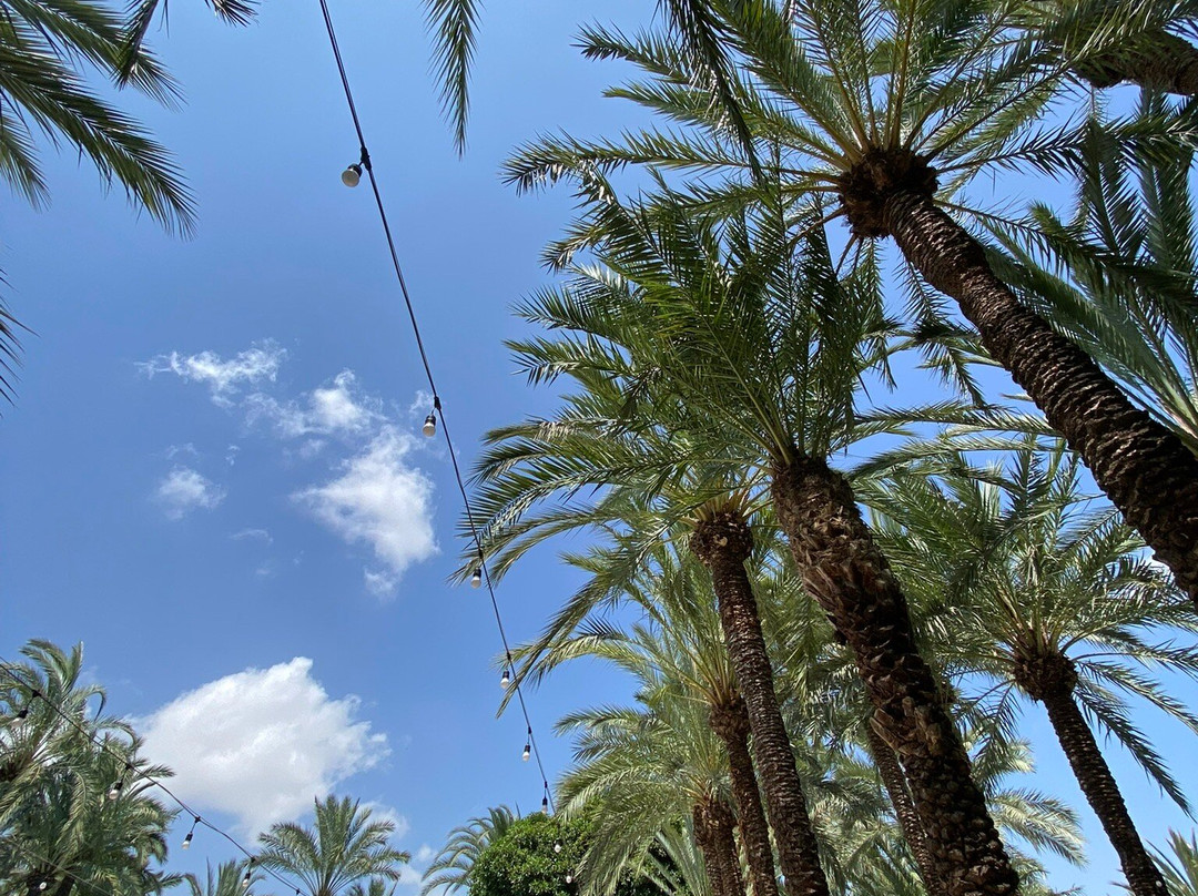 Palmeral of Elche-埃尔切必去景点
