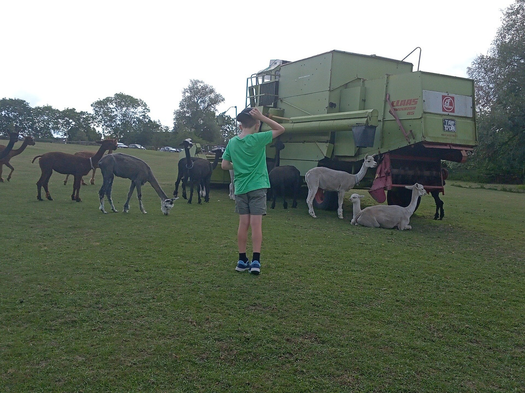 Stantons Farm - Petting Farm-Black Notley必去景点