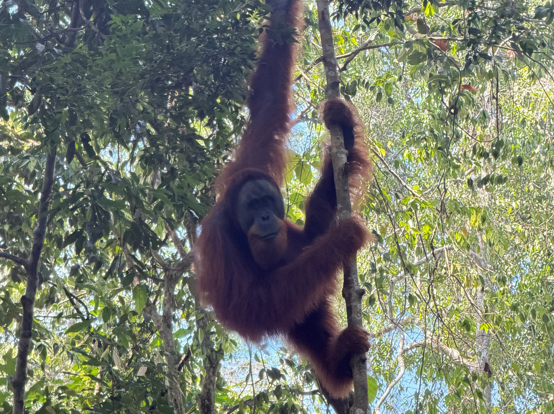 Bukit Lawang Trekking-武吉拉旺必去景点