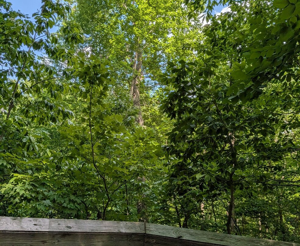 Hemlock Bluffs Nature Preserve-卡瑞必去景点