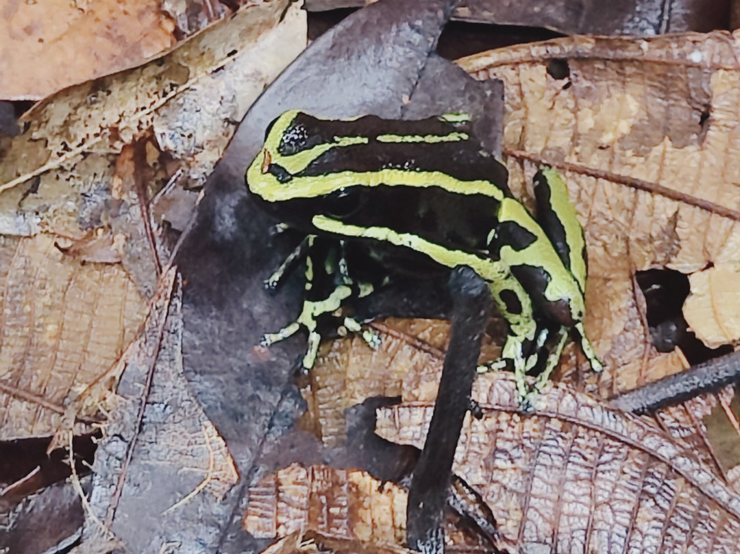 Amazon Maguta Jungle Lodge-莱蒂西亚必去景点
