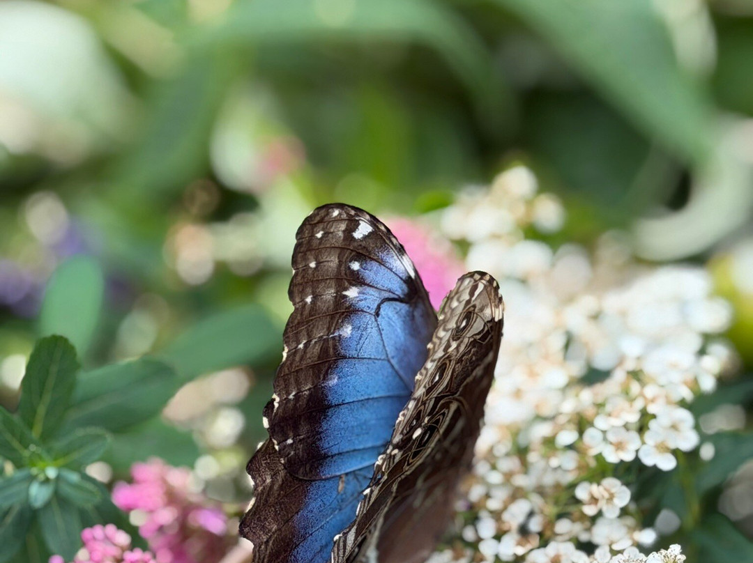 Seaforde Gardens and Tropical Butterfly House-Seaforde必去景点