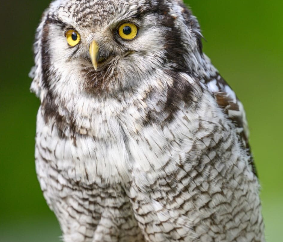 Falconry Experience Wales-Newtown必去景点
