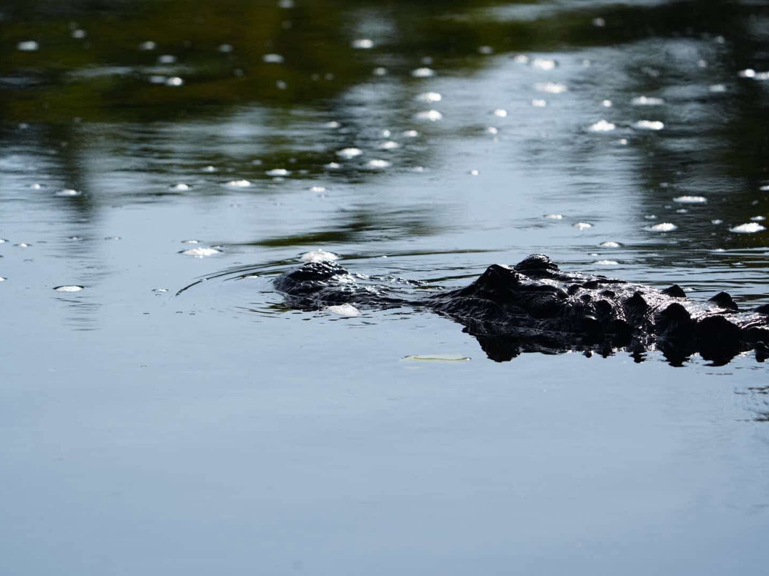 Airboat and Gator Charters-De Leon Springs必去景点