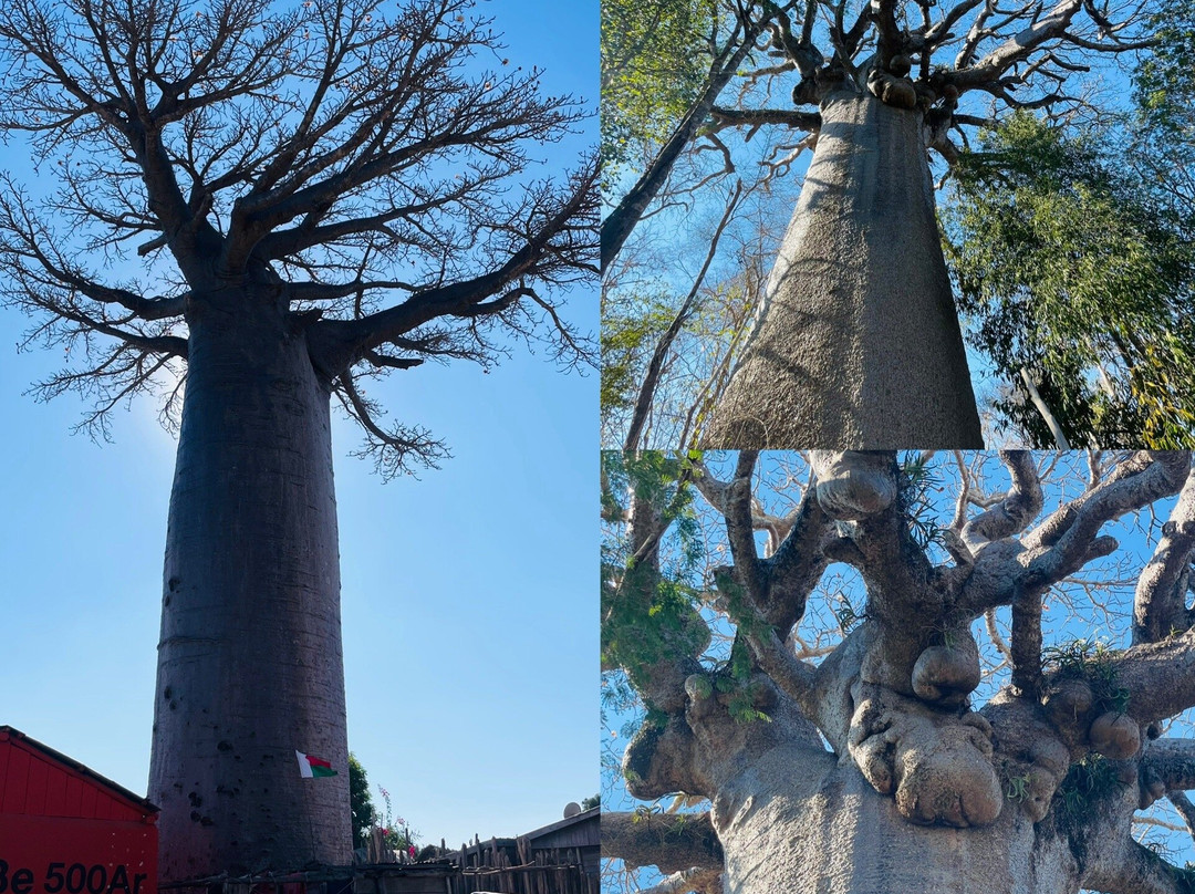GMT+3 Great Madagascar Tours - Day Tours-安塔那那利佛必去景点