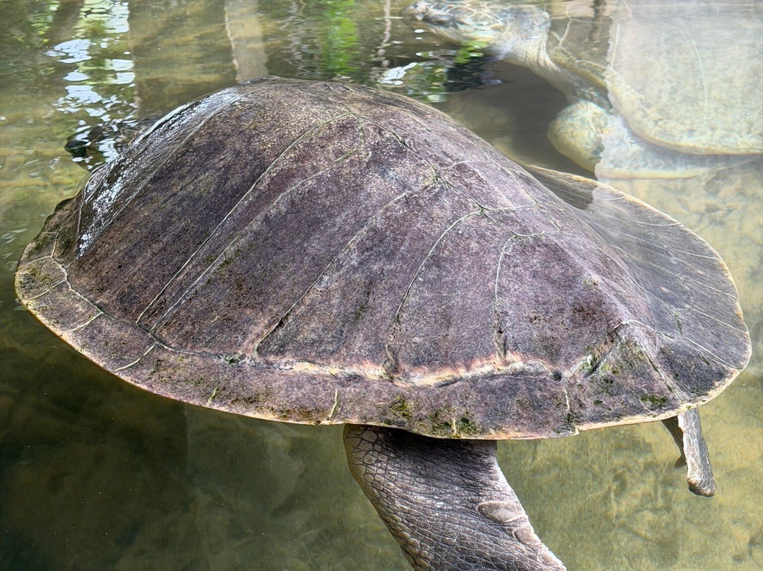 Galbokka Sea Turtle Hatchery-科斯戈德必去景点