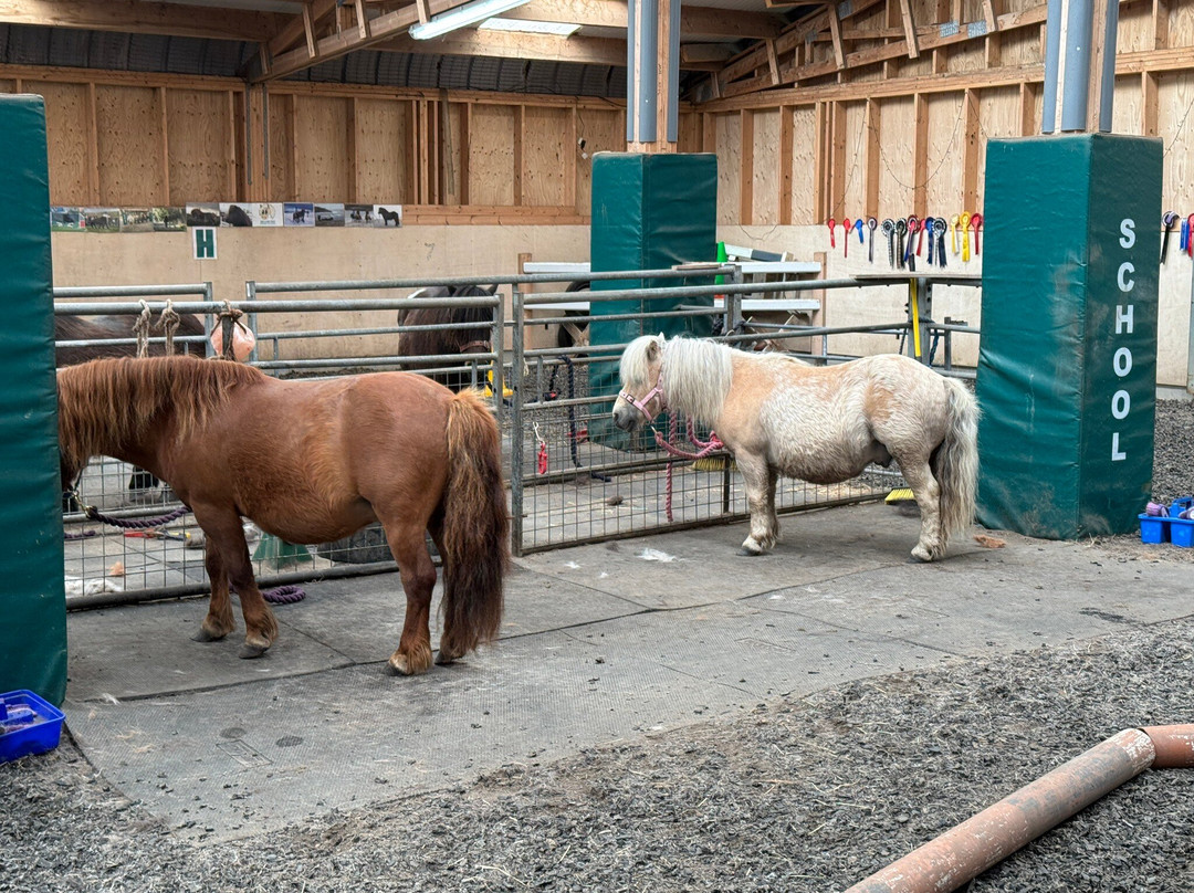 The Shetland Pony Experience-Papil必去景点