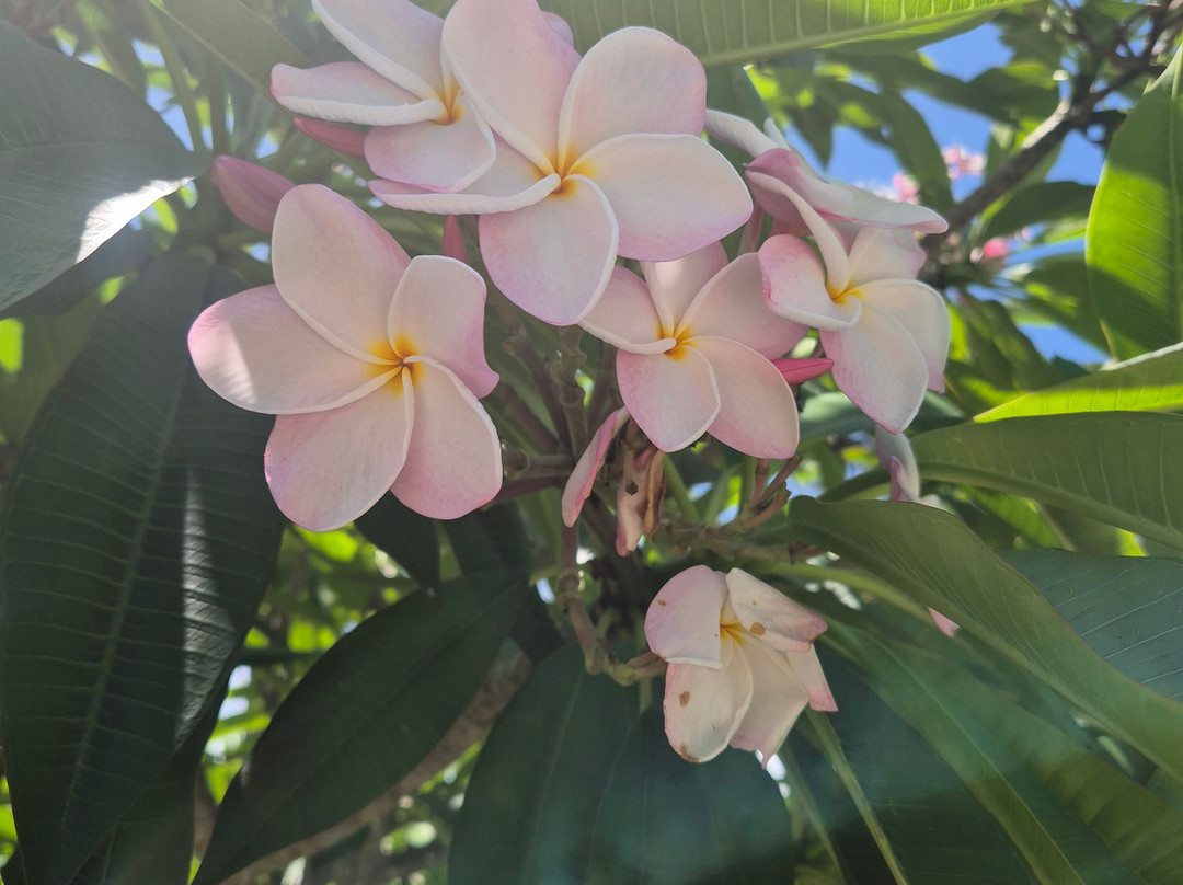 Fairchild Tropical Botanic Garden-科勒尔盖布尔斯必去景点