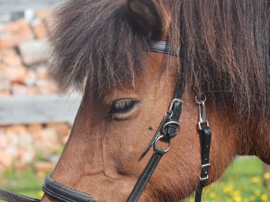 Horses of Taiga-Svansele必去景点