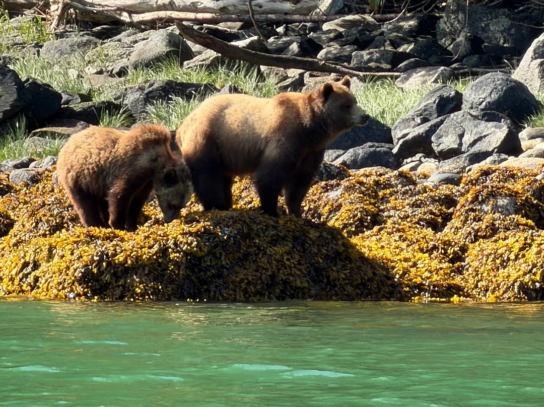 Tide Rip Grizzly Tours-Telegraph Cove必去景点