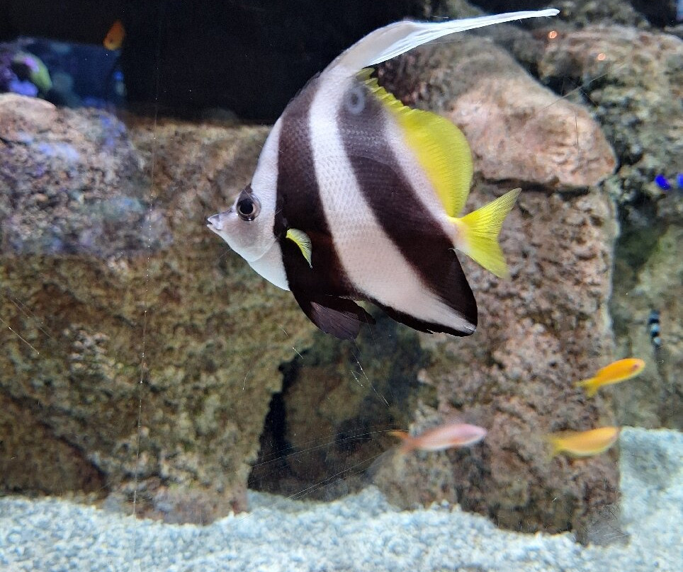 Lanzarote Aquarium-科斯塔特吉塞必去景点
