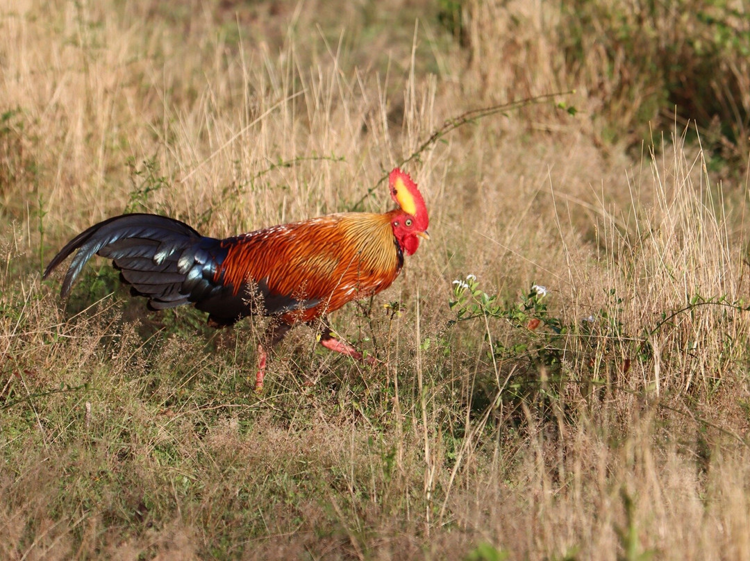 Wilpattu Safari Jeep-Wilpattu National Park必去景点