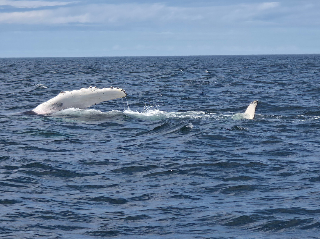 Discovery Sea Adventures-Bonavista必去景点