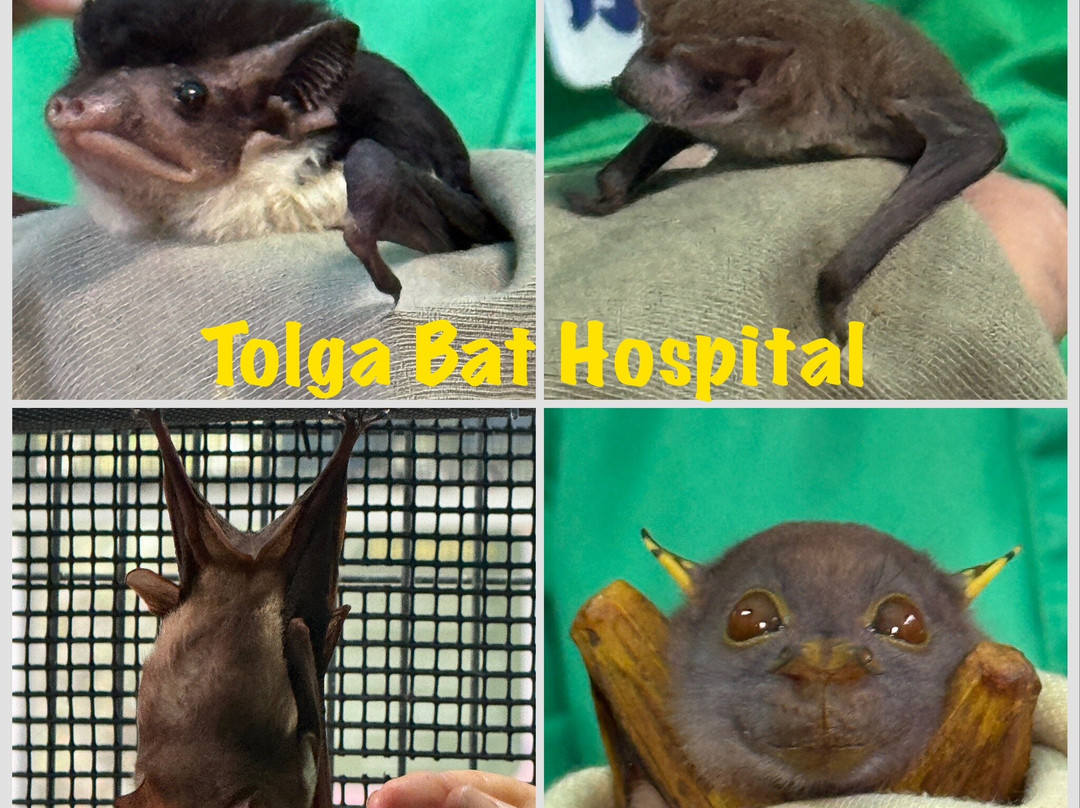 The Bat Hospital Visitor Centre- 阿瑟顿必去景点