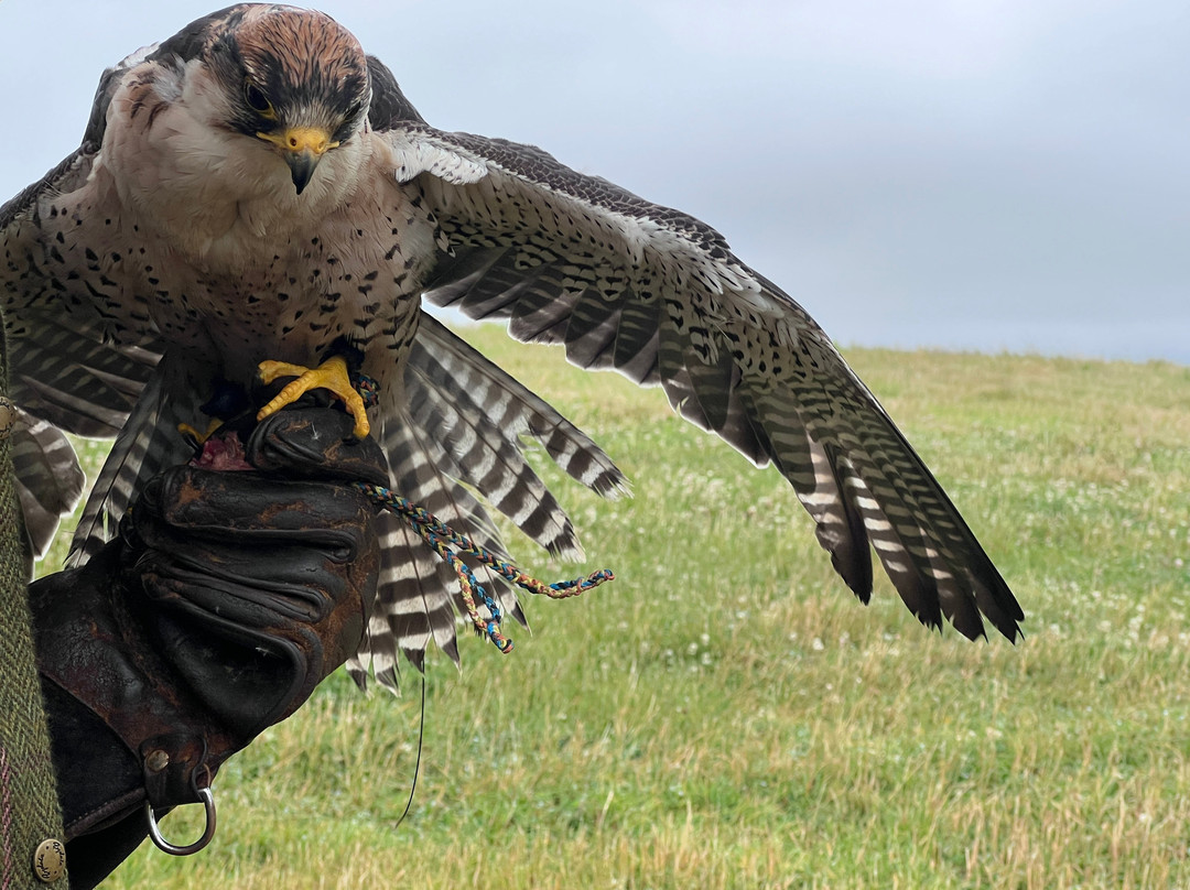 Elite Falconry-Kirkcaldy必去景点