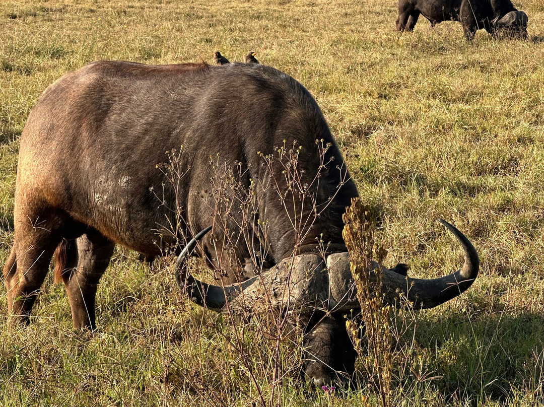 BADGER ADVENTURES TOURS & SAFARI-Arusha Chini必去景点
