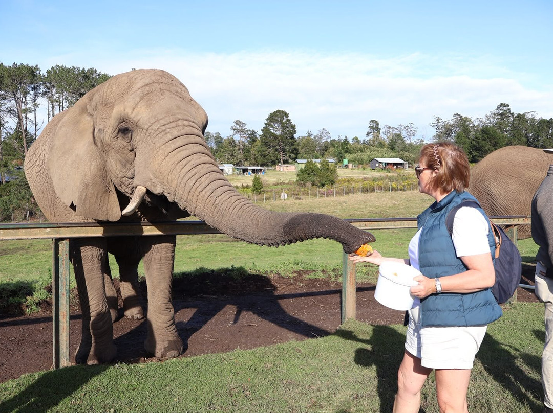 Knysna Elephant Park-克尼斯纳必去景点