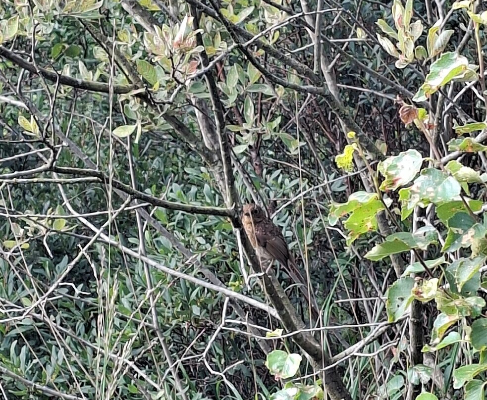 Foulshaw Moss Nature Reserve-肯德尔必去景点