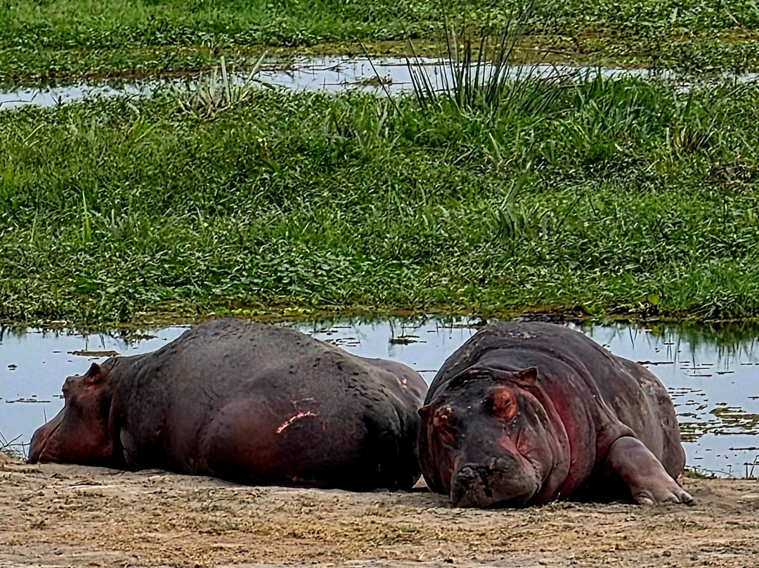 Amboseli National Park-Amboseli Eco-system必去景点