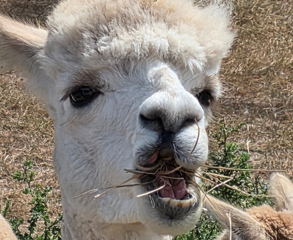 London Alpacas-Epping必去景点
