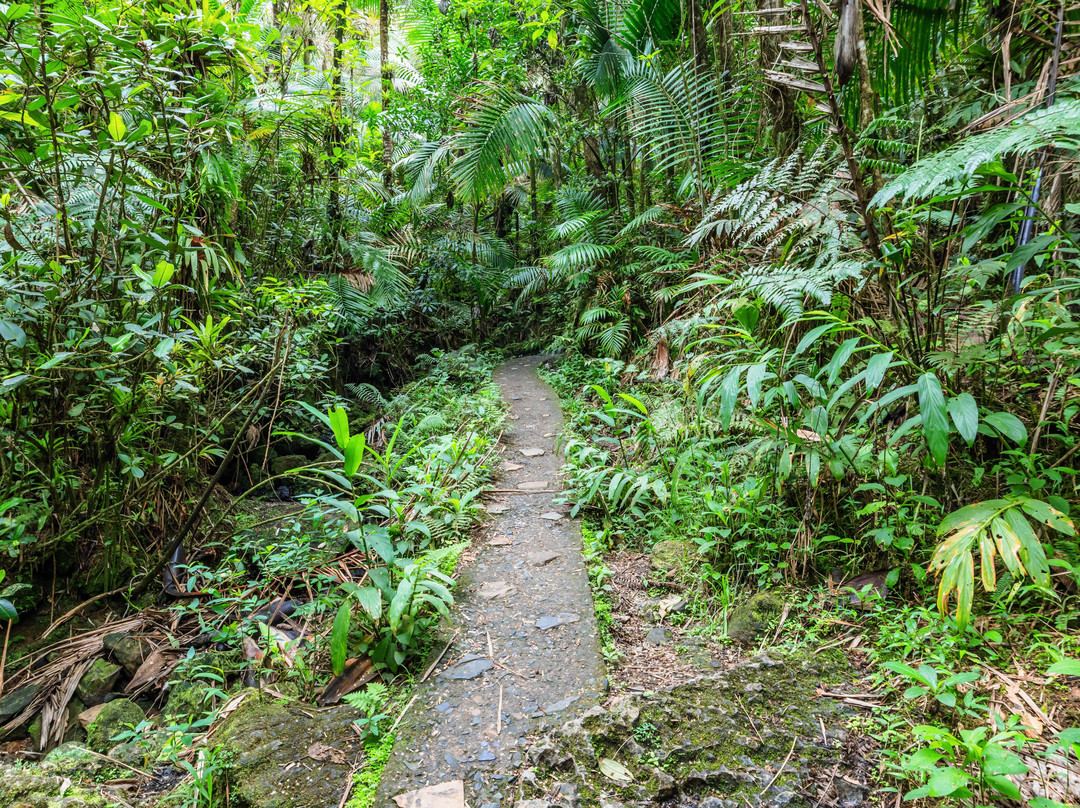 El Yunque National Forest-云盖国家森林公园必去景点
