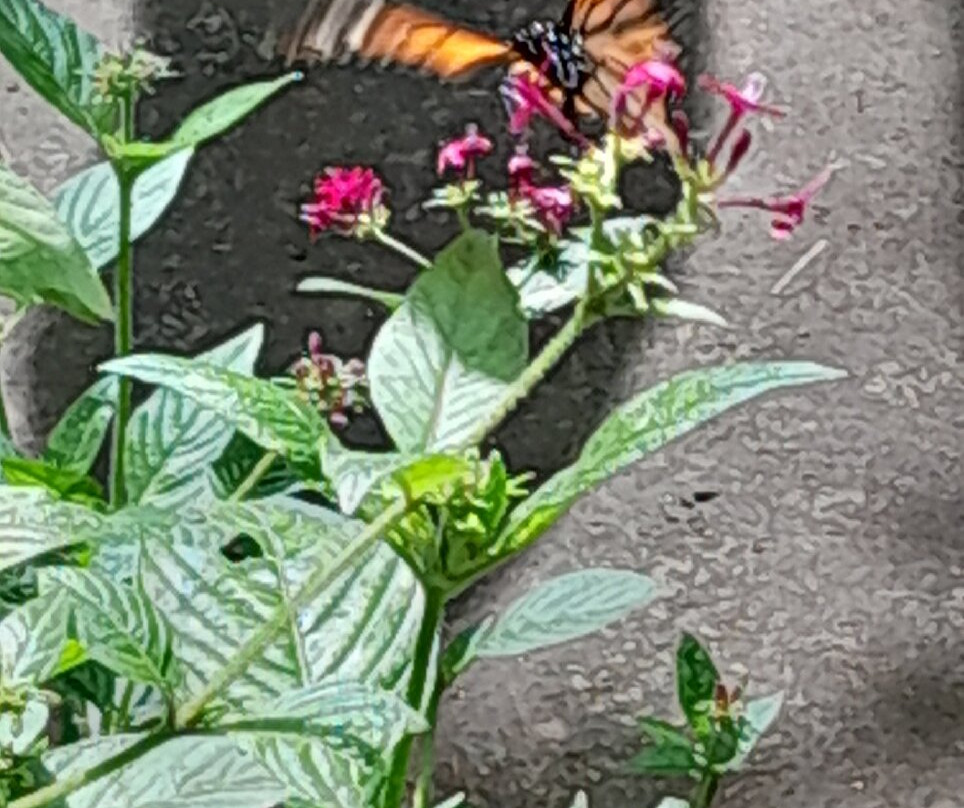 Zoo de Martinique-Le Carbet必去景点