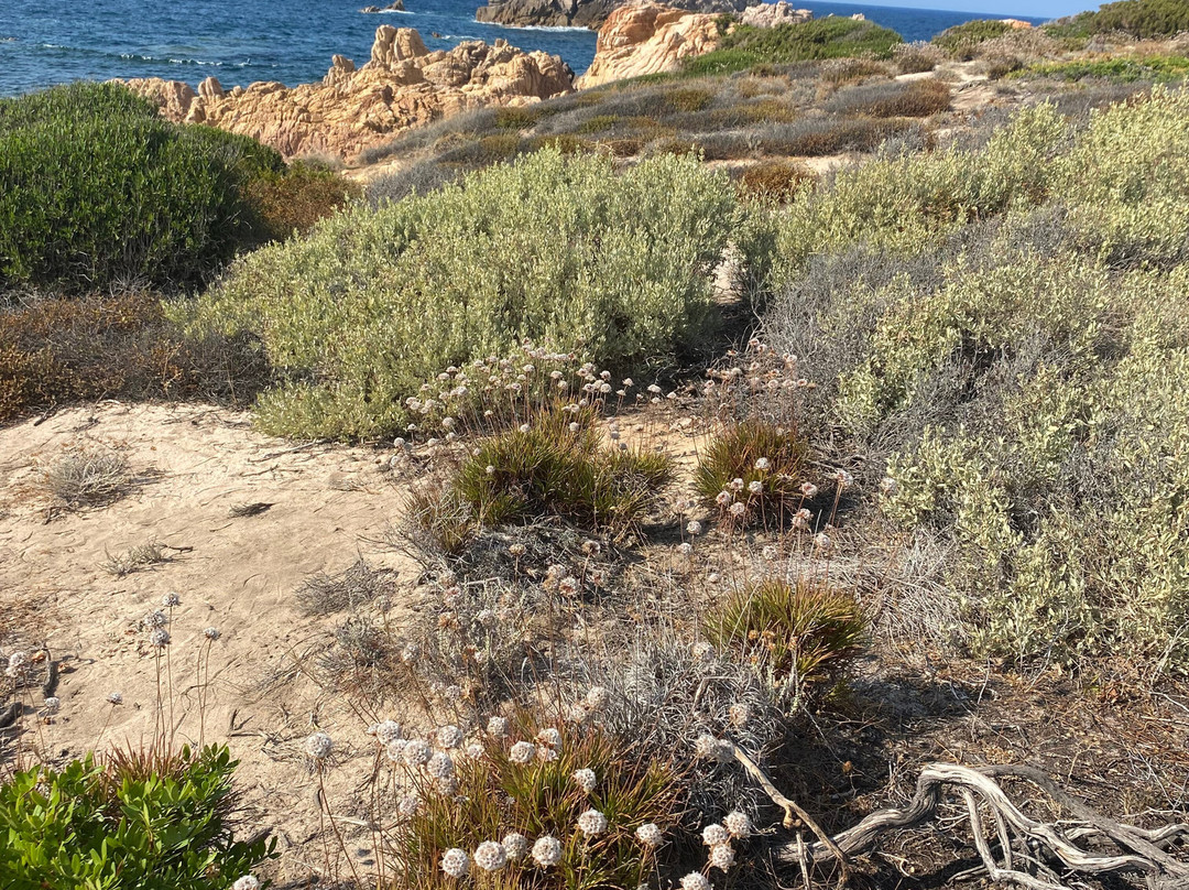 Spiaggia di Cala Canneddi-Trinita d'Agultu e Vignola必去景点