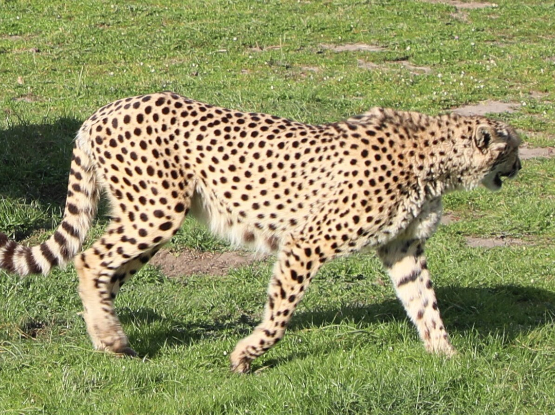 Cheetah Outreach - Somerset West-西索美塞必去景点